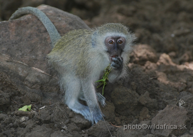 puku rsa 149.jpg - Vervet Monkey (Chlorocebus pygerythrus)